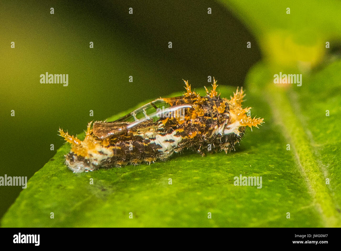 A larva of the Christmas Butterfly Stock Photo
