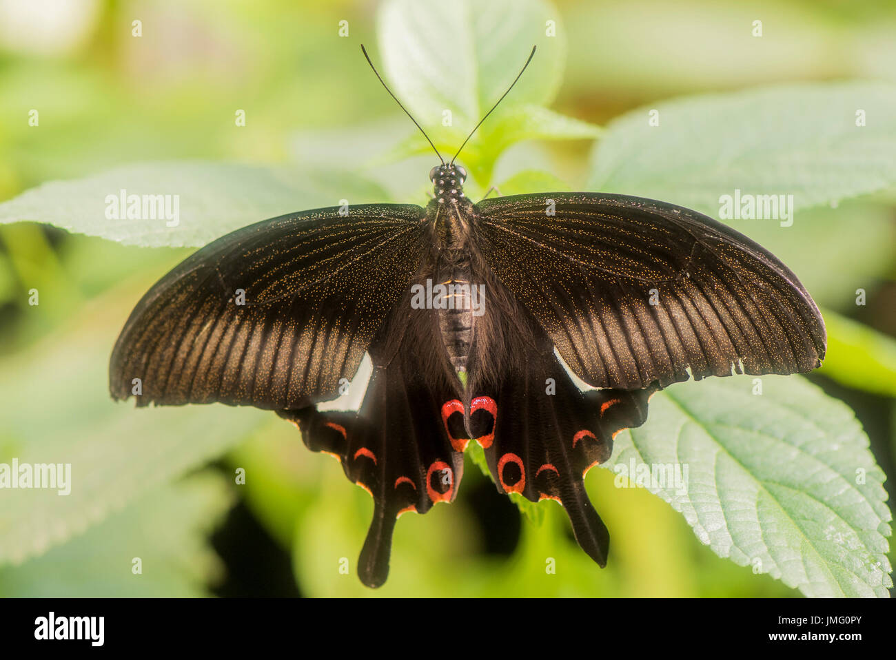 An adult Red Helen Swallowtail butterfly Stock Photo