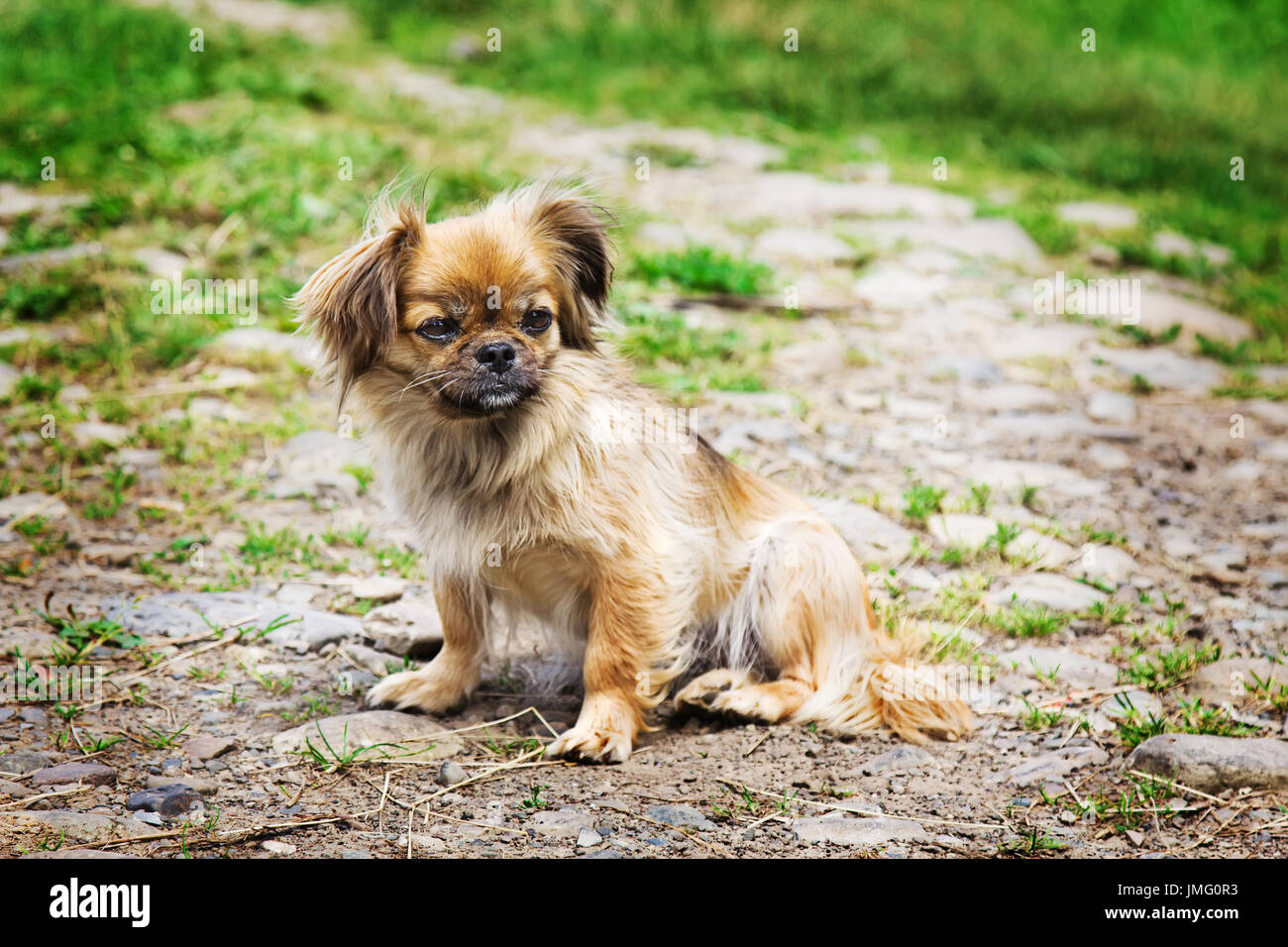 Portrait Of Pekingese Dog On A Grass Outdoor Stock Photo