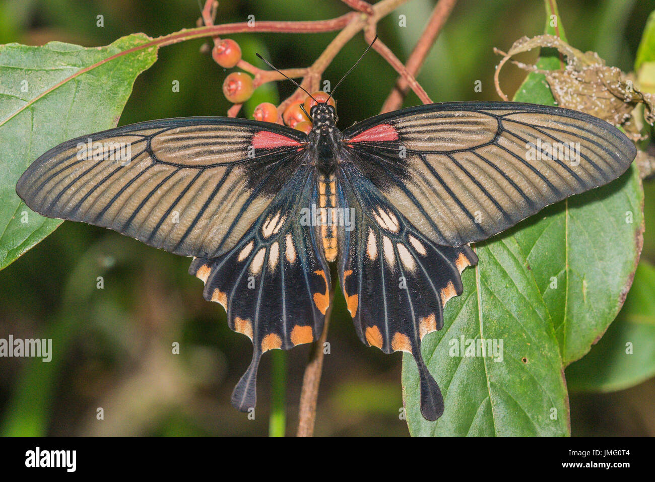 The Great Yellow Mormon butterfly Stock Photo