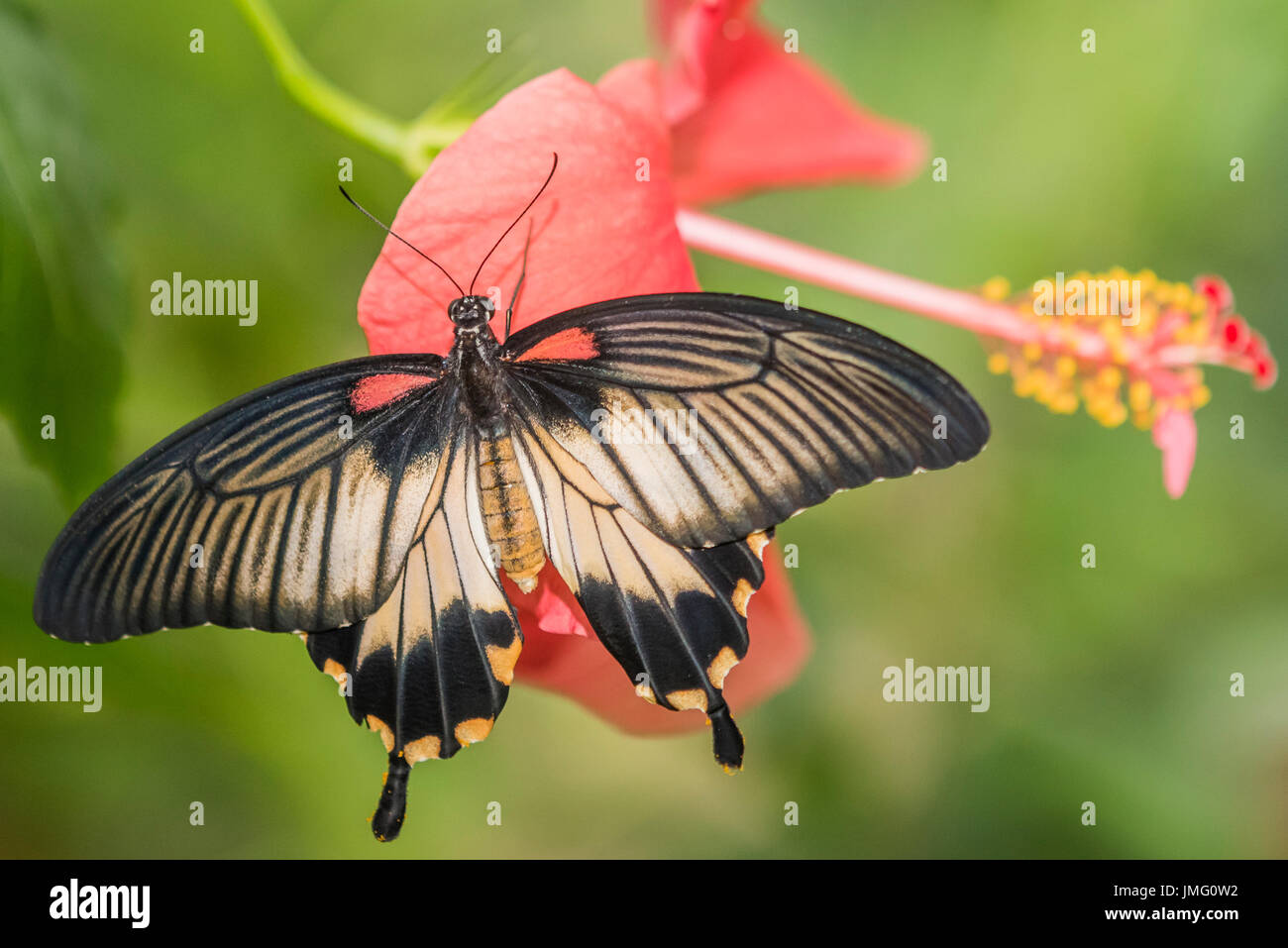 An adult Great Mormon butterfly Stock Photo