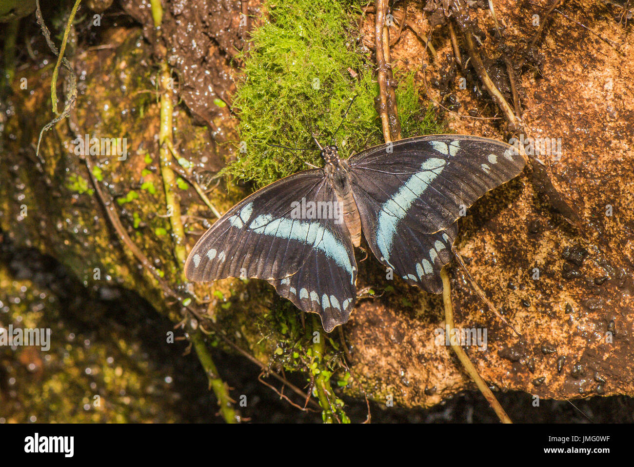 A resting Narrow-banded Swallowtail butterfly Stock Photo