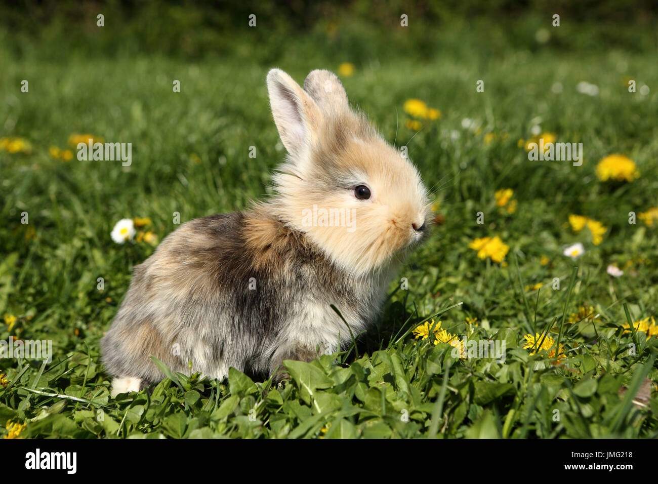 Dwarf Rabbit. Young sitting on a flowering meadow. Germany Stock Photo ...