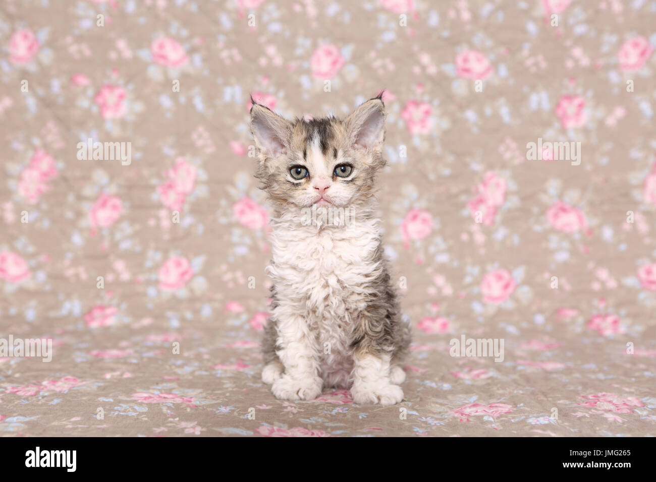 Selkirk Rex. Kitten (6 weeks old) sitting. Studio picture seen against a floral design wallpaper. Germany Stock Photo