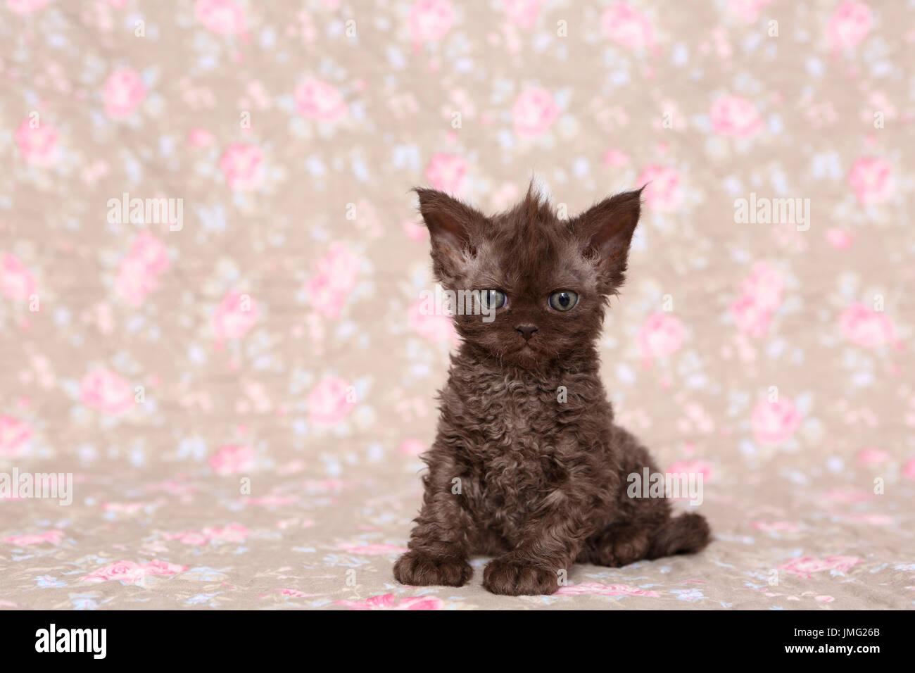 Selkirk Rex. Kitten (6 weeks old) sitting. Studio picture seen against a floral design wallpaper. Germany Stock Photo