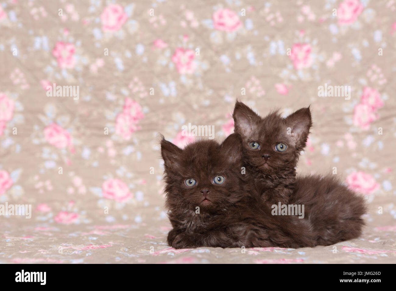 Selkirk Rex. Two kittens (6 weeks old) lying. Studio picture seen against a floral design wallpaper. Germany Stock Photo