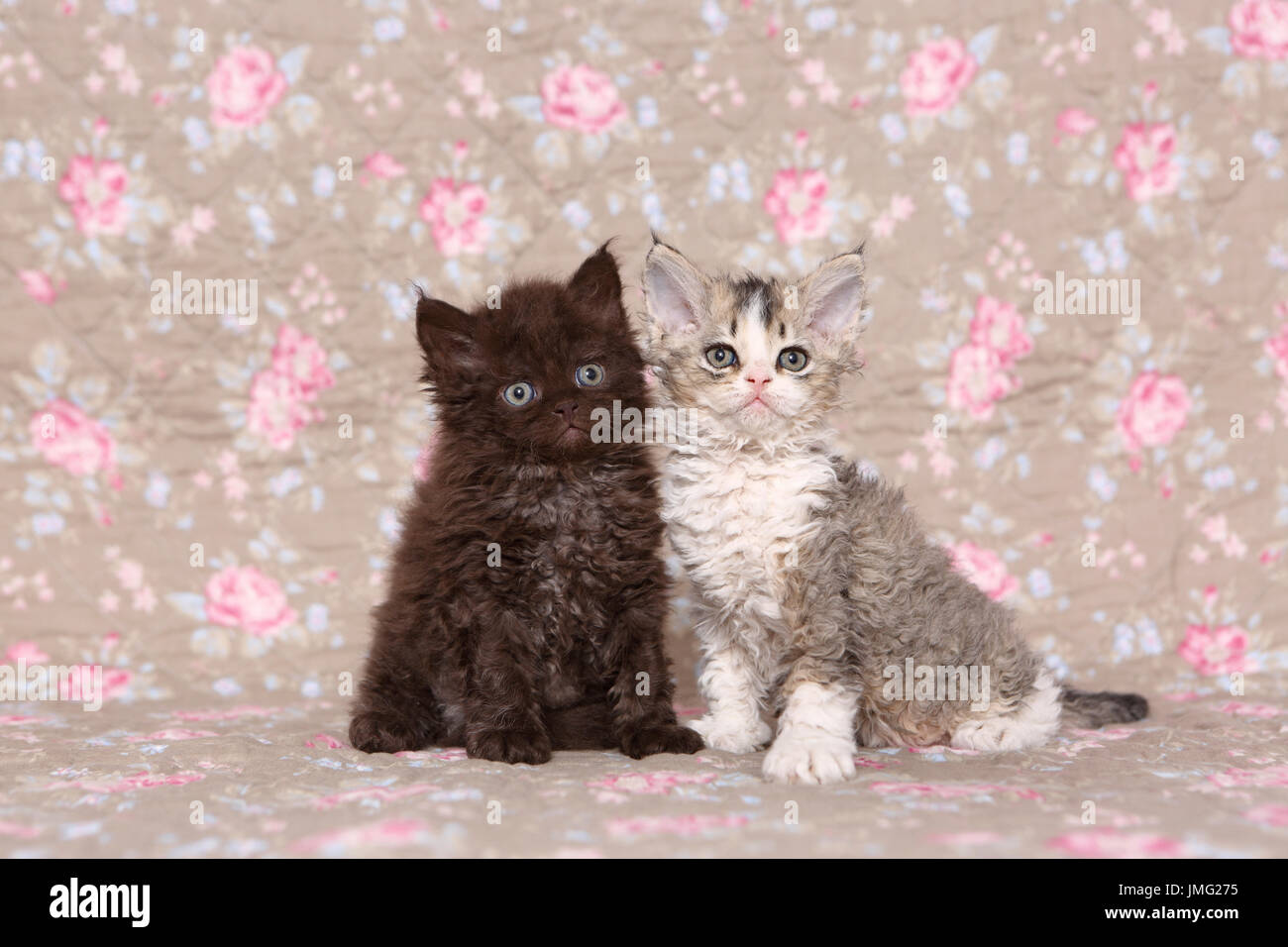 Selkirk Rex. Two kittens (6 weeks old) sitting. Studio picture seen against a floral design wallpaper. Germany Stock Photo