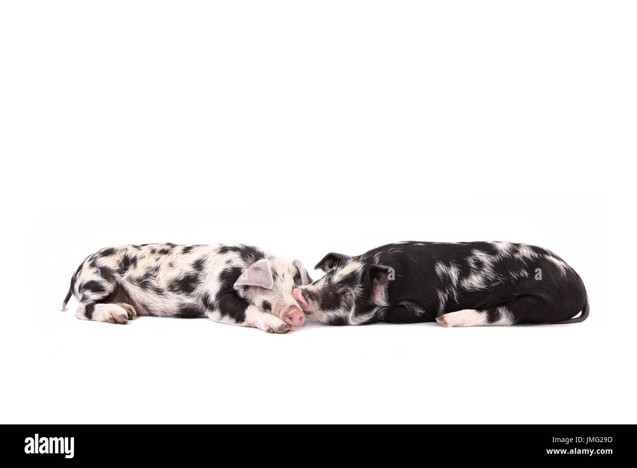 Turopolje Pig. Two piglets lying nose to nose. Studio picture against a white background. Germany Stock Photo