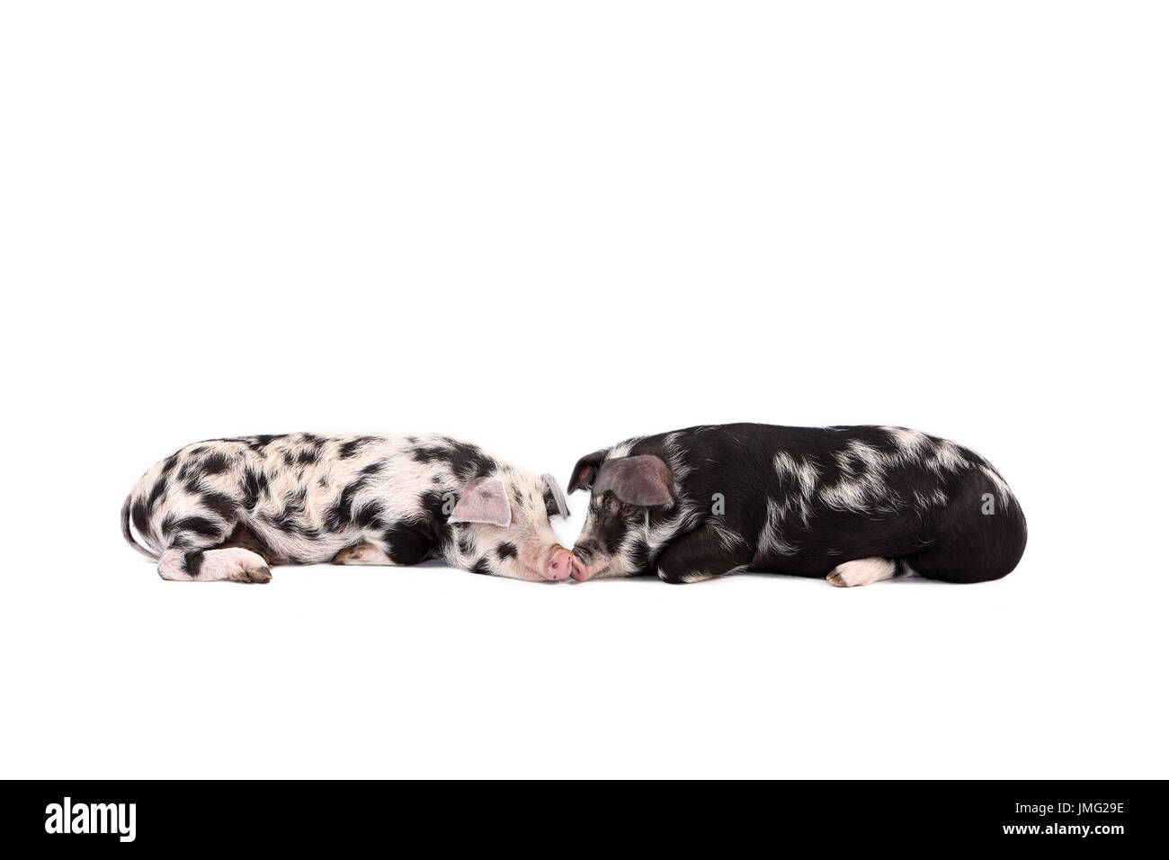 Turopolje Pig. Two piglets lying nose to nose. Studio picture against a white background. Germany Stock Photo