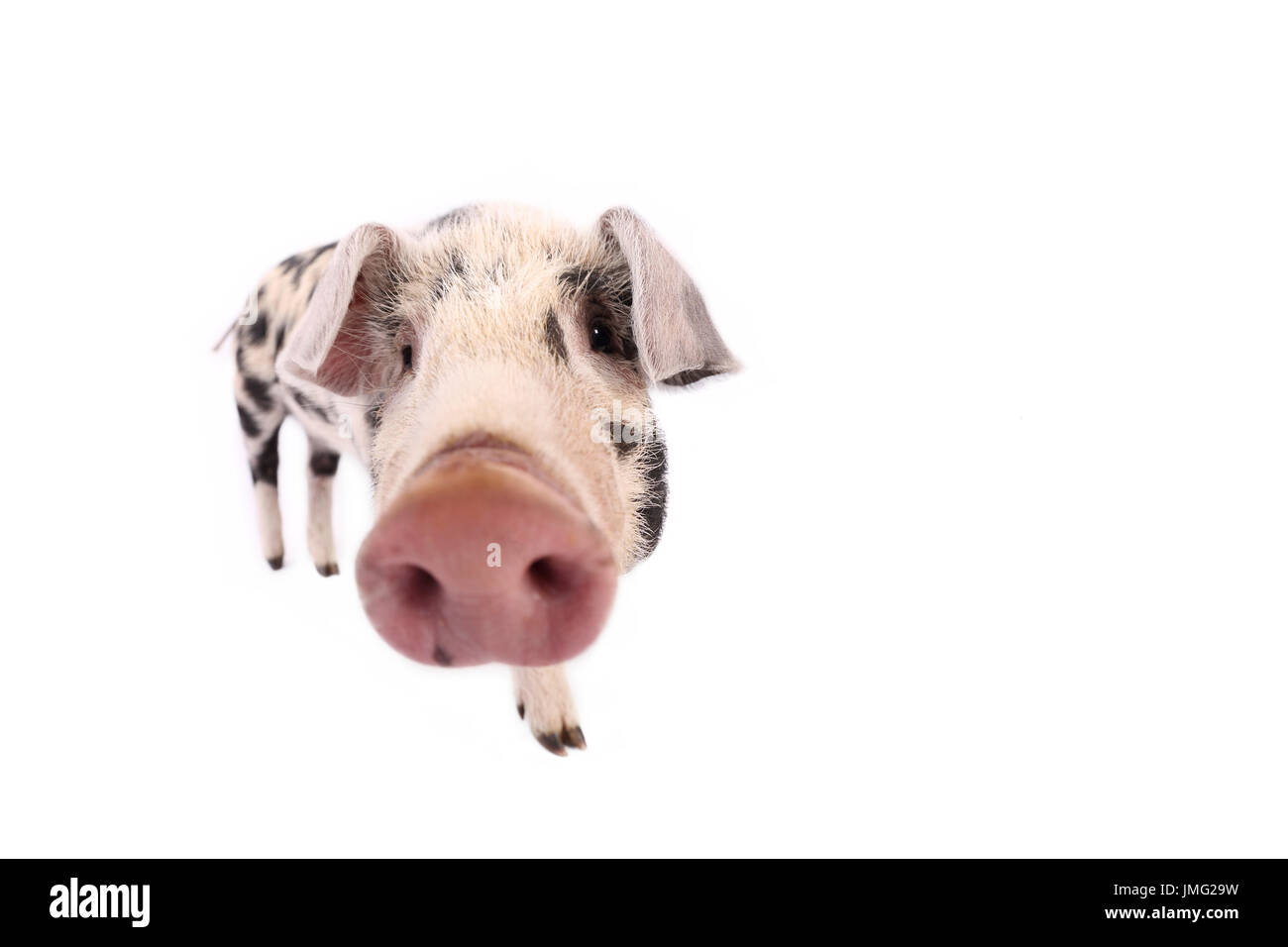 Turopolje Pig. Piglet standing. Studio picture against a white background. Germany Stock Photo