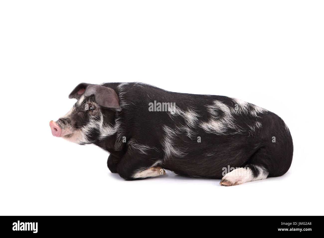 Turopolje Pig. Piglet lying. Studio picture against a white background. Germany Stock Photo