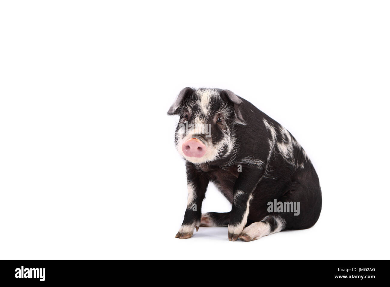 Turopolje Pig. Piglet sitting. Studio picture against a white background. Germany Stock Photo