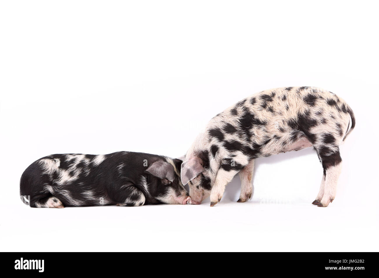 Turopolje Pig. Two piglets: one standing, one lying. Studio picture against a white background. Germany Stock Photo