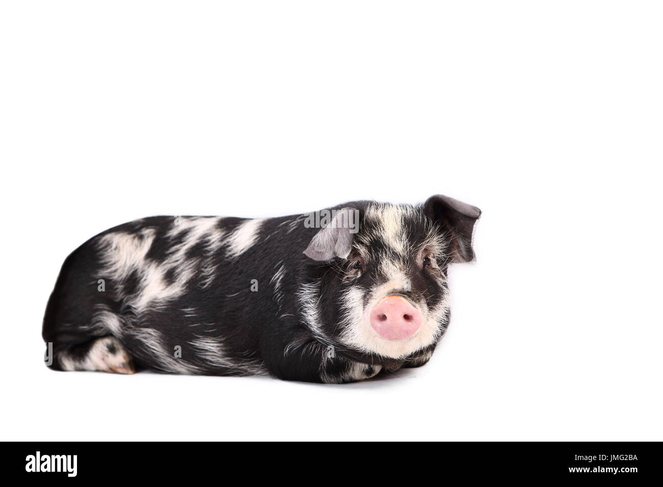 Turopolje Pig. Piglet lying. Studio picture against a white background. Germany Stock Photo