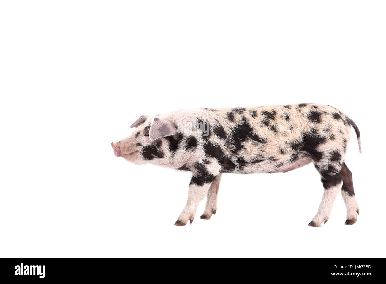 Turopolje Pig. Piglet standing. Studio picture against a white background. Germany Stock Photo