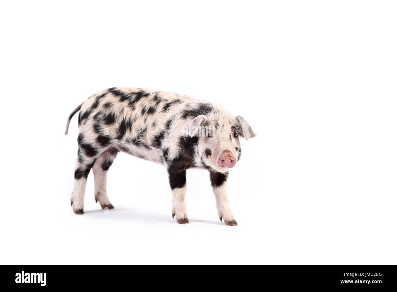 Turopolje Pig. Piglet standing. Studio picture against a white background. Germany Stock Photo