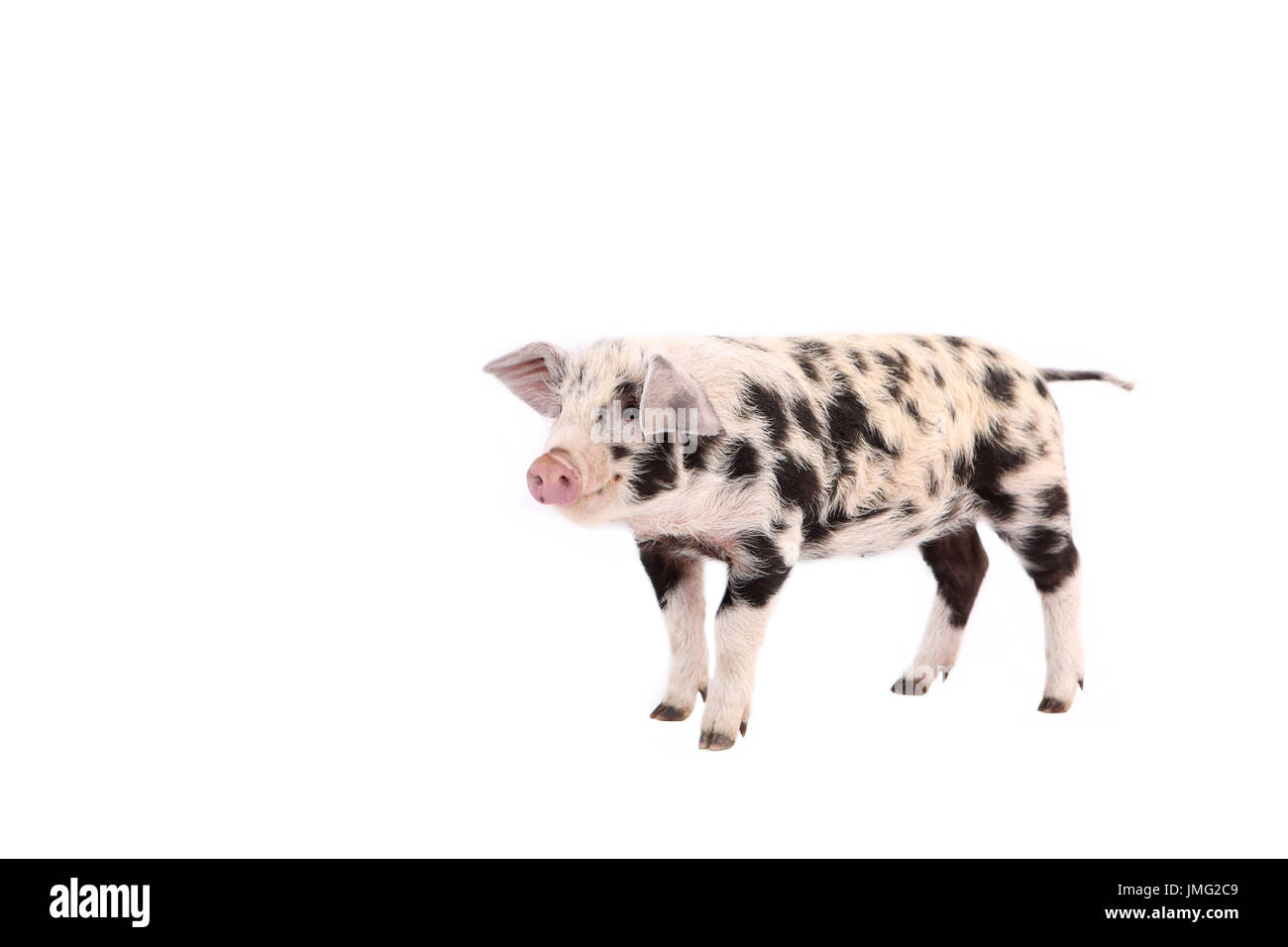 Turopolje Pig. Piglet standing. Studio picture against a white background. Germany Stock Photo