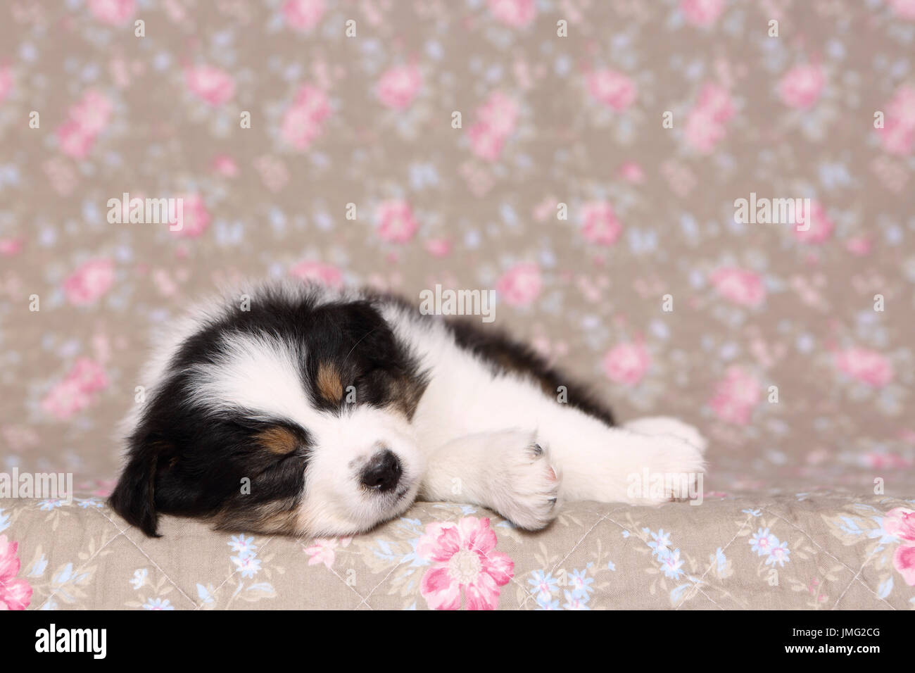 Australian Shepherd. Puppy (6 weeks old) sleeping. Studio picture seen against a floral design wallpaper. Germany Stock Photo