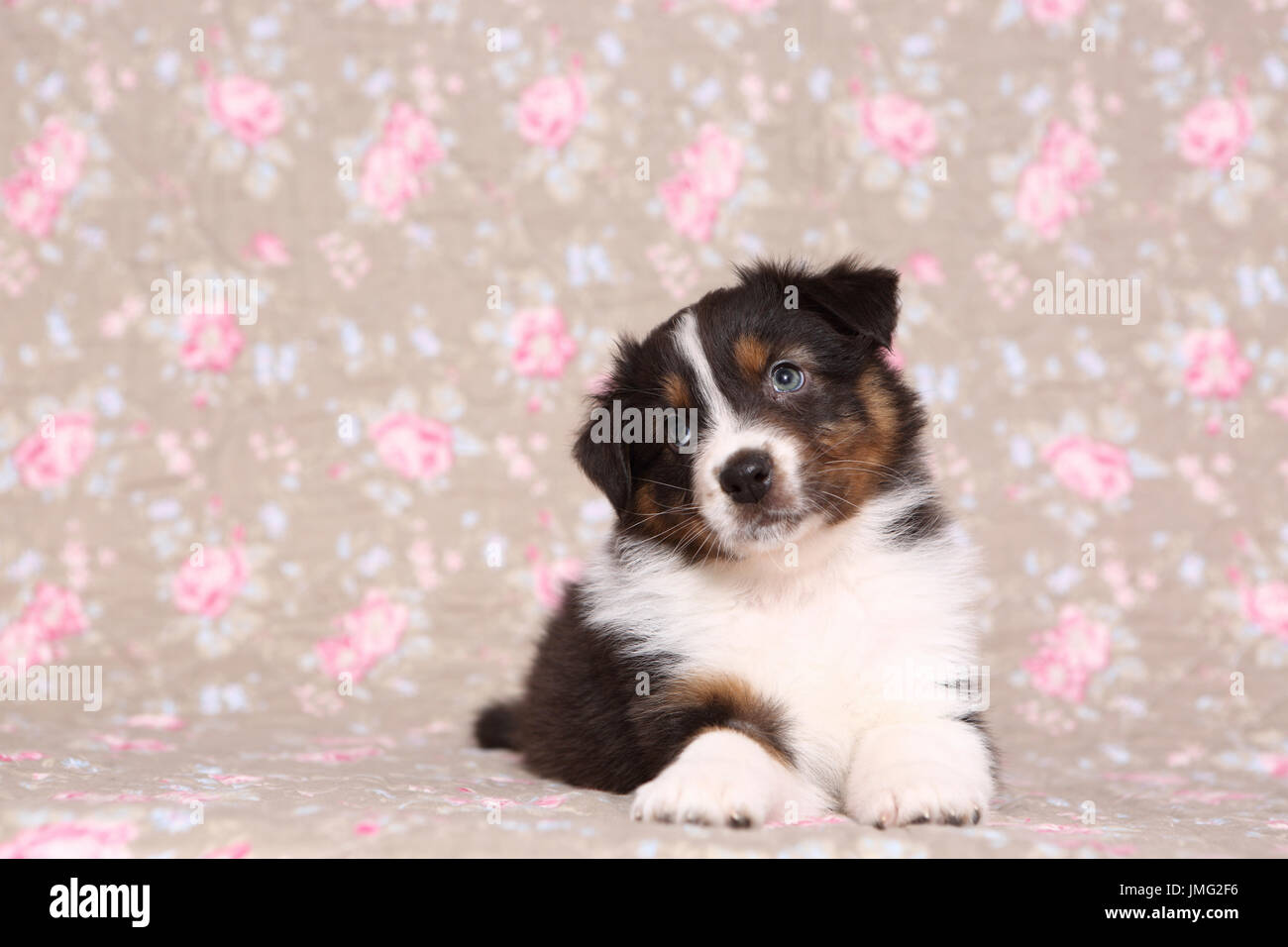 Australian Shepherd. Puppy (6 weeks old) lying. Studio picture seen against a floral design wallpaper. Germany Stock Photo
