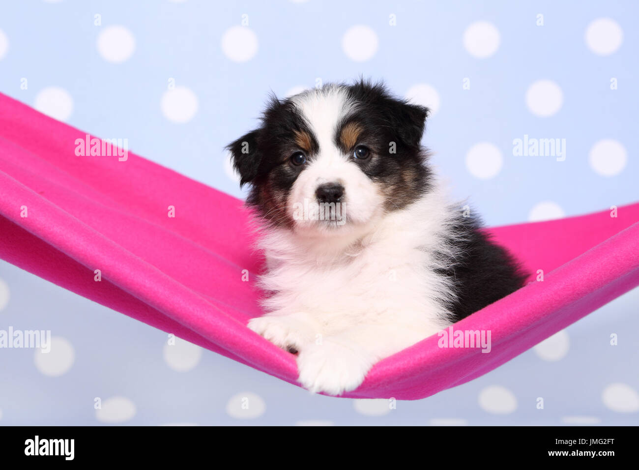 Australian Shepherd. Puppy (6 weeks old) lying in a pink hammock. Studio picture against a blue background with white polka dots. Germany Stock Photo