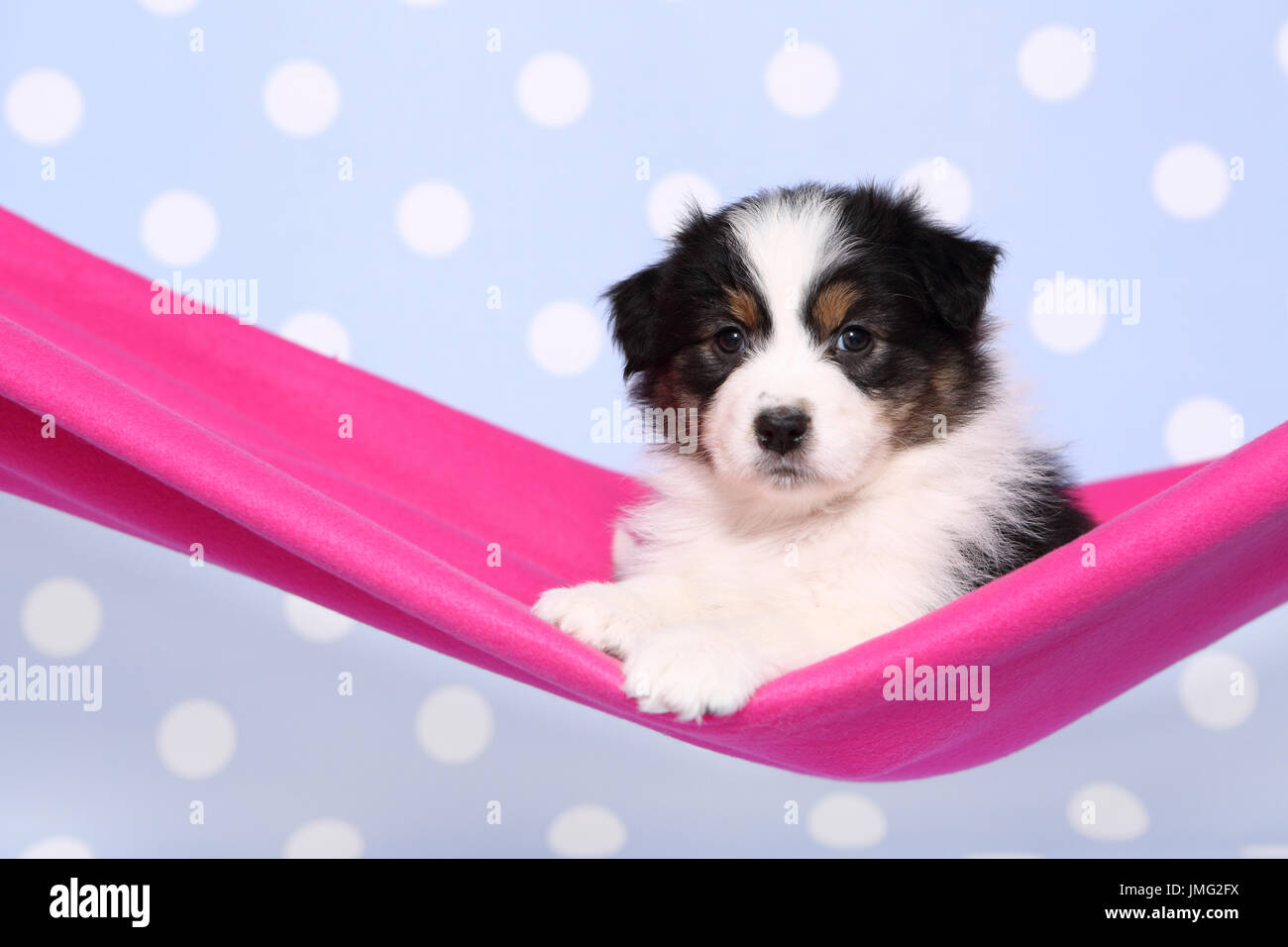 Australian Shepherd. Puppy (6 weeks old) lying in a pink hammock. Studio picture against a blue background with white polka dots. Germany Stock Photo