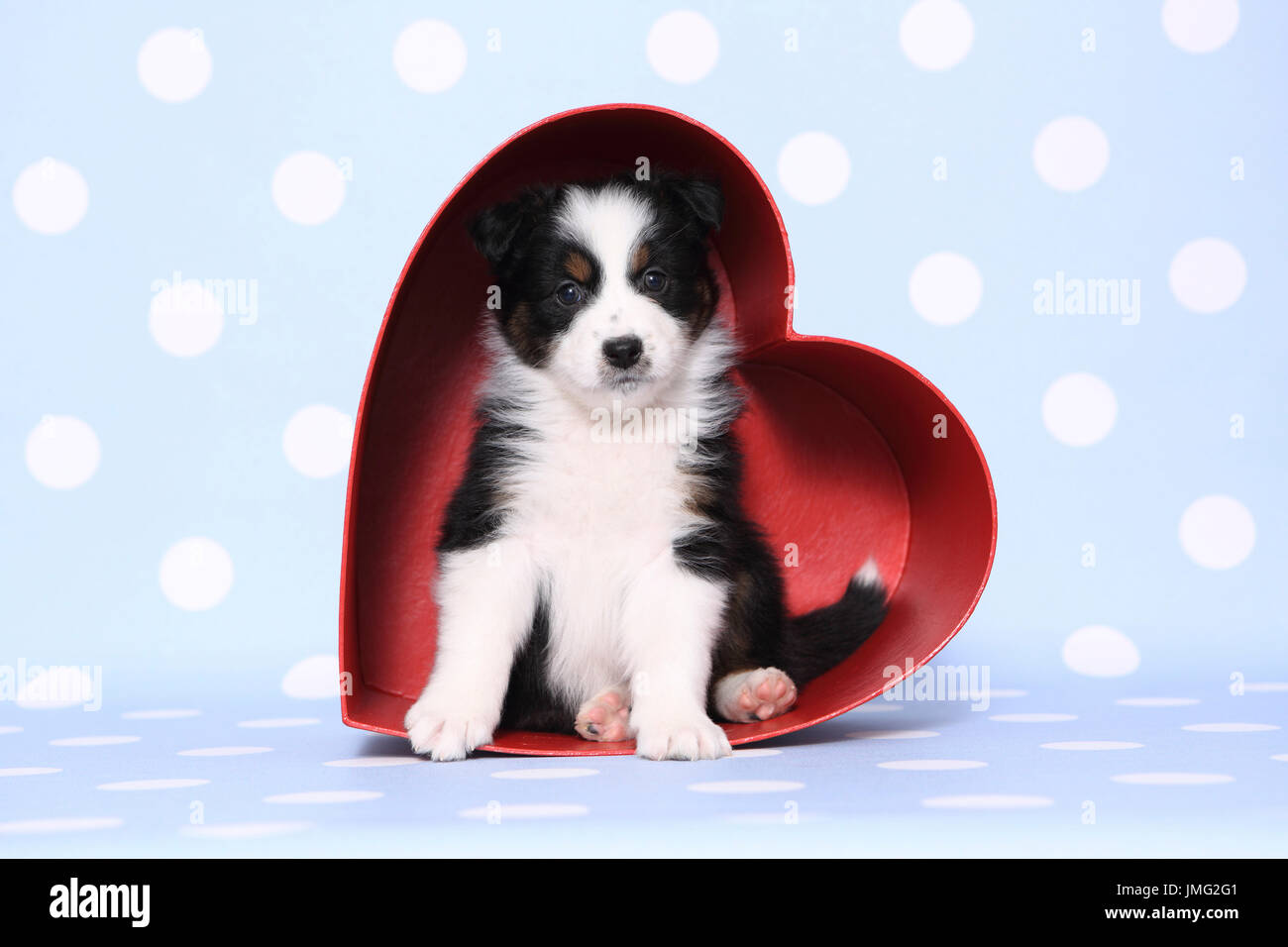 Australian Shepherd. Puppy (6 weeks old) sitting in a red heart made of cardboard. Studio picture against a blue background with white polka dots. Germany Stock Photo