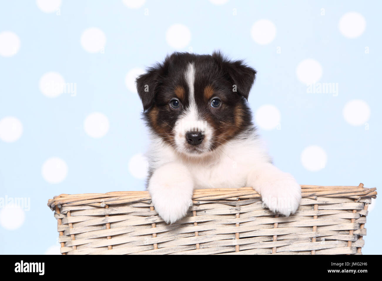 Australian Shepherd. Puppy (6 weeks old) sitting in a wicker basket. Studio picture against a blue background with white polka dots. Germany Stock Photo