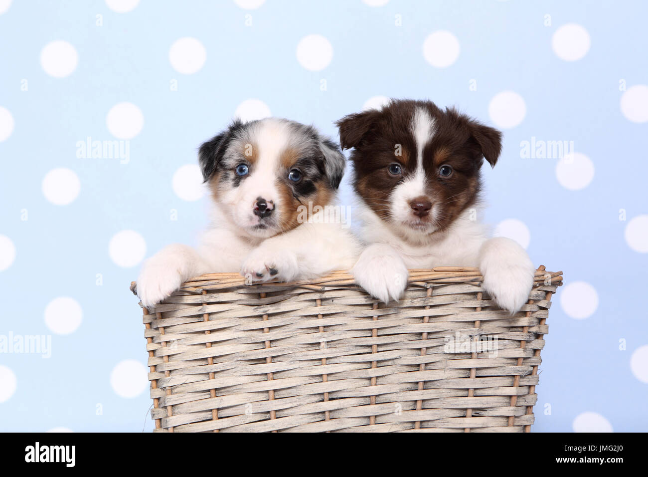 Australian Shepherd. Two puppies (6 weeks old) sitting in a wicker basket. Studio picture against a blue background with white polka dots. Germany Stock Photo
