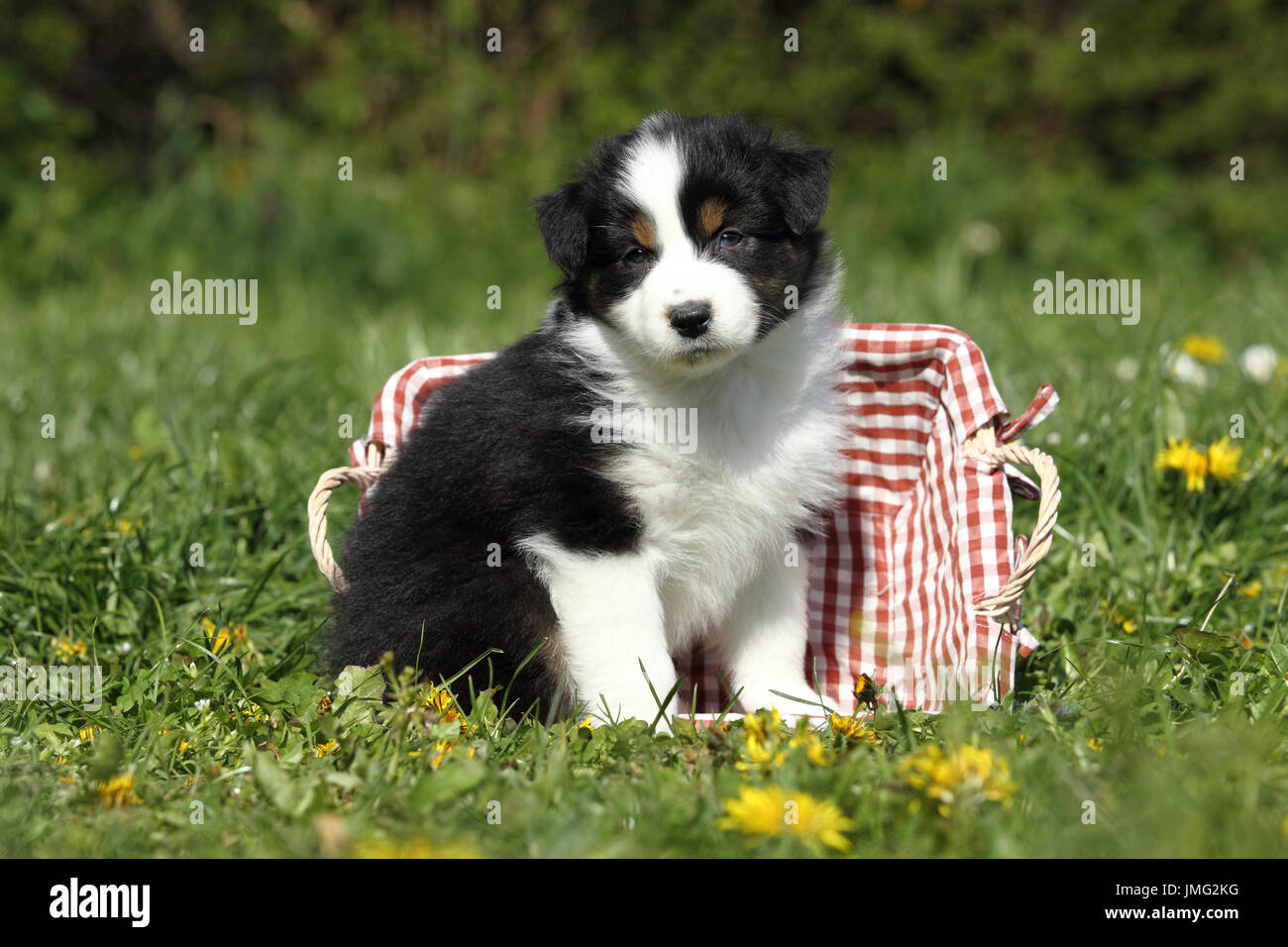Australian Shepherd. Puppy (5 weeks old) sitting in a basket in grass. Germany Stock Photo