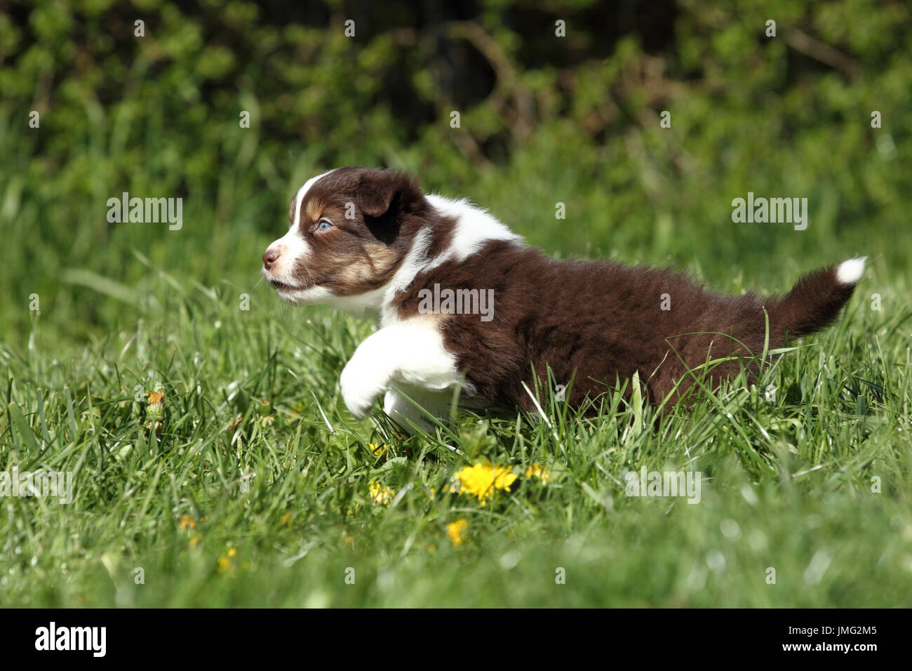 5 week old australian shepherd