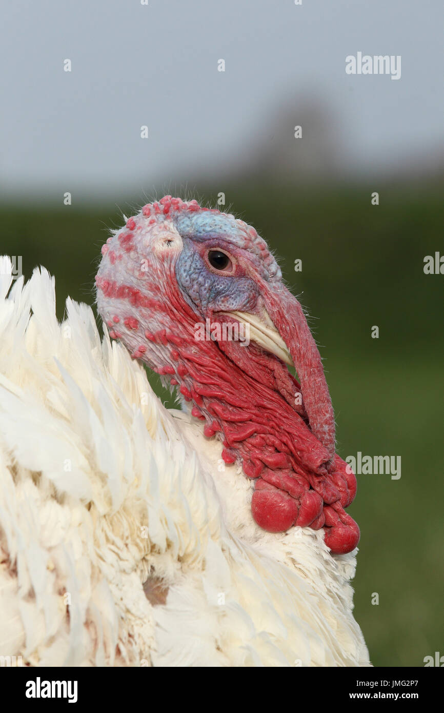 Domestic turkey. Portrait of white farm turkey. France Stock Photo