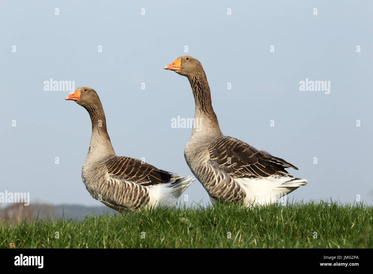 Domestic goose. Couple on a meadow. Germany Stock Photo