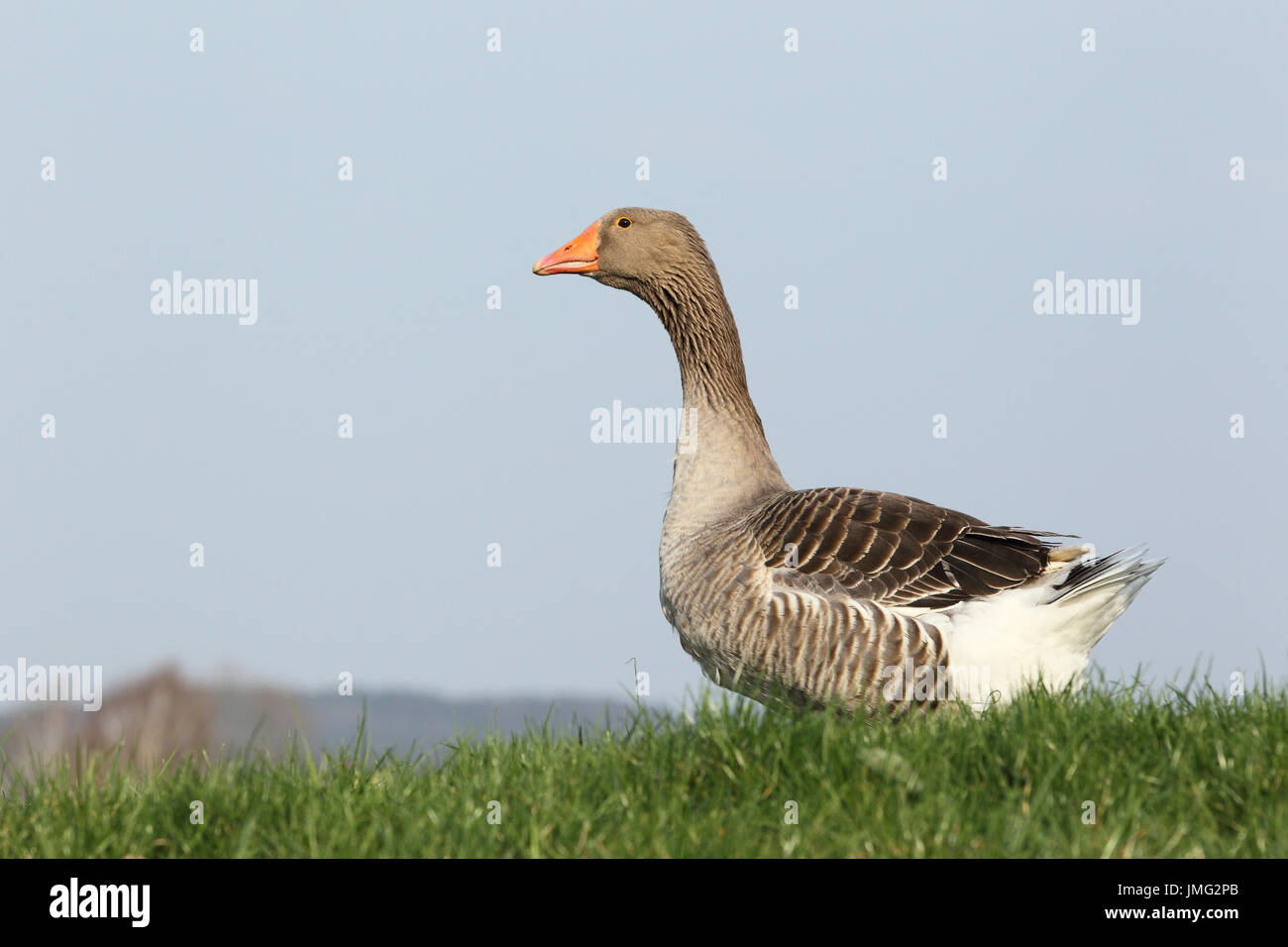 Domestic goose on a meadow. Germany Stock Photo