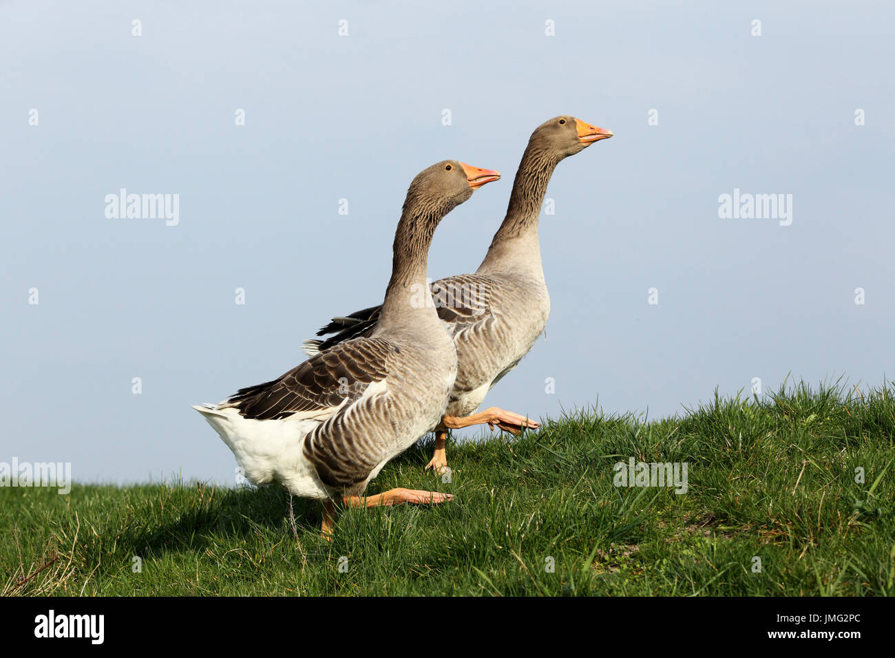 Domestic goose. Couple walking on a meadow. Germany Stock Photo