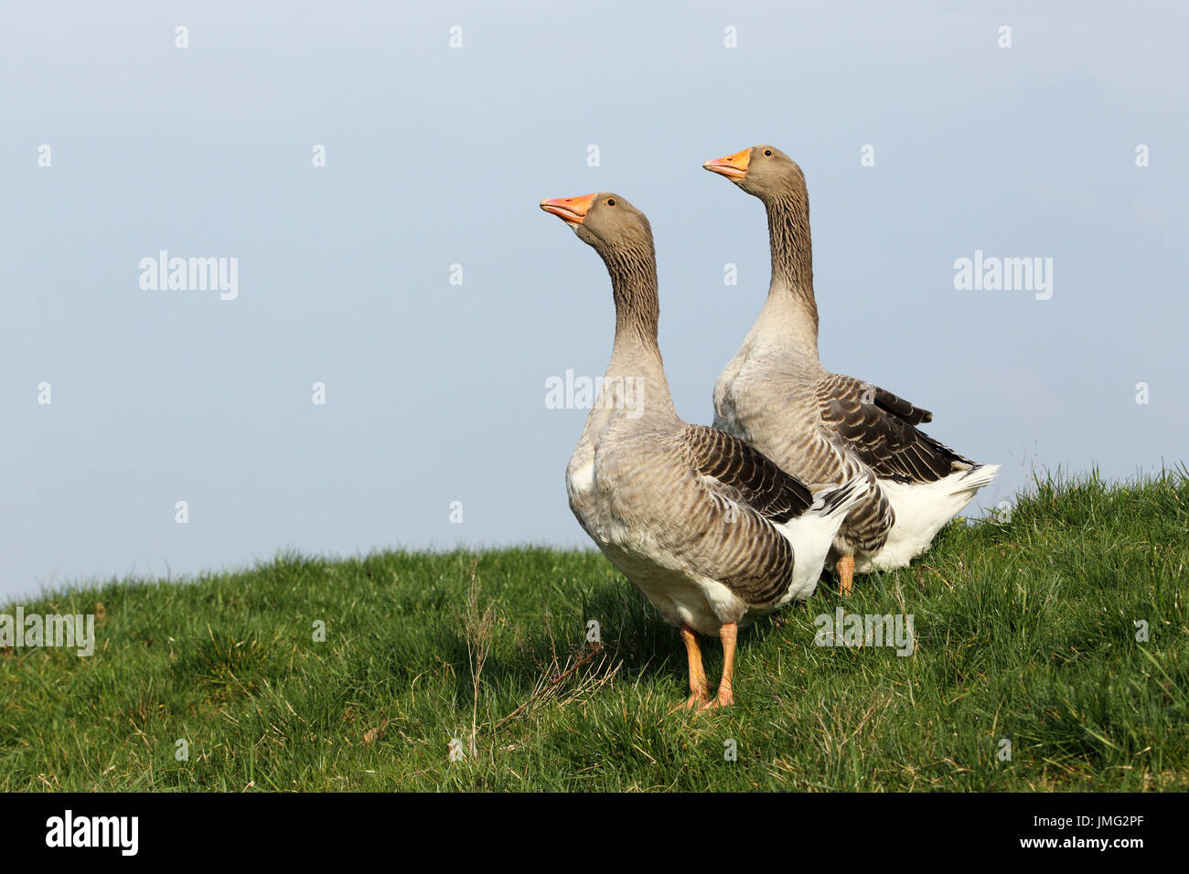 Domestic goose. Couple on a meadow. Germany Stock Photo