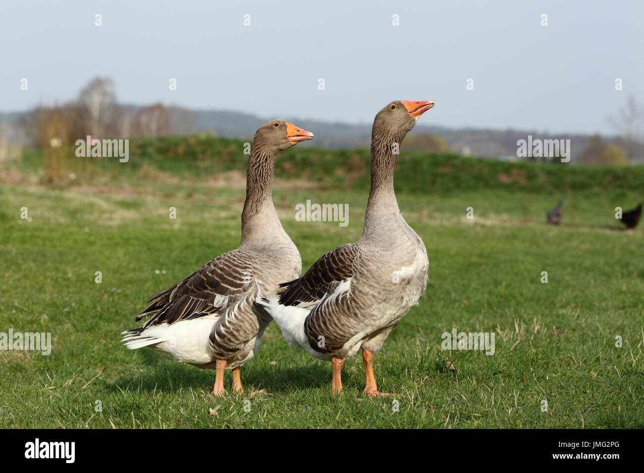Domestic goose. Couple on a meadow. Germany Stock Photo