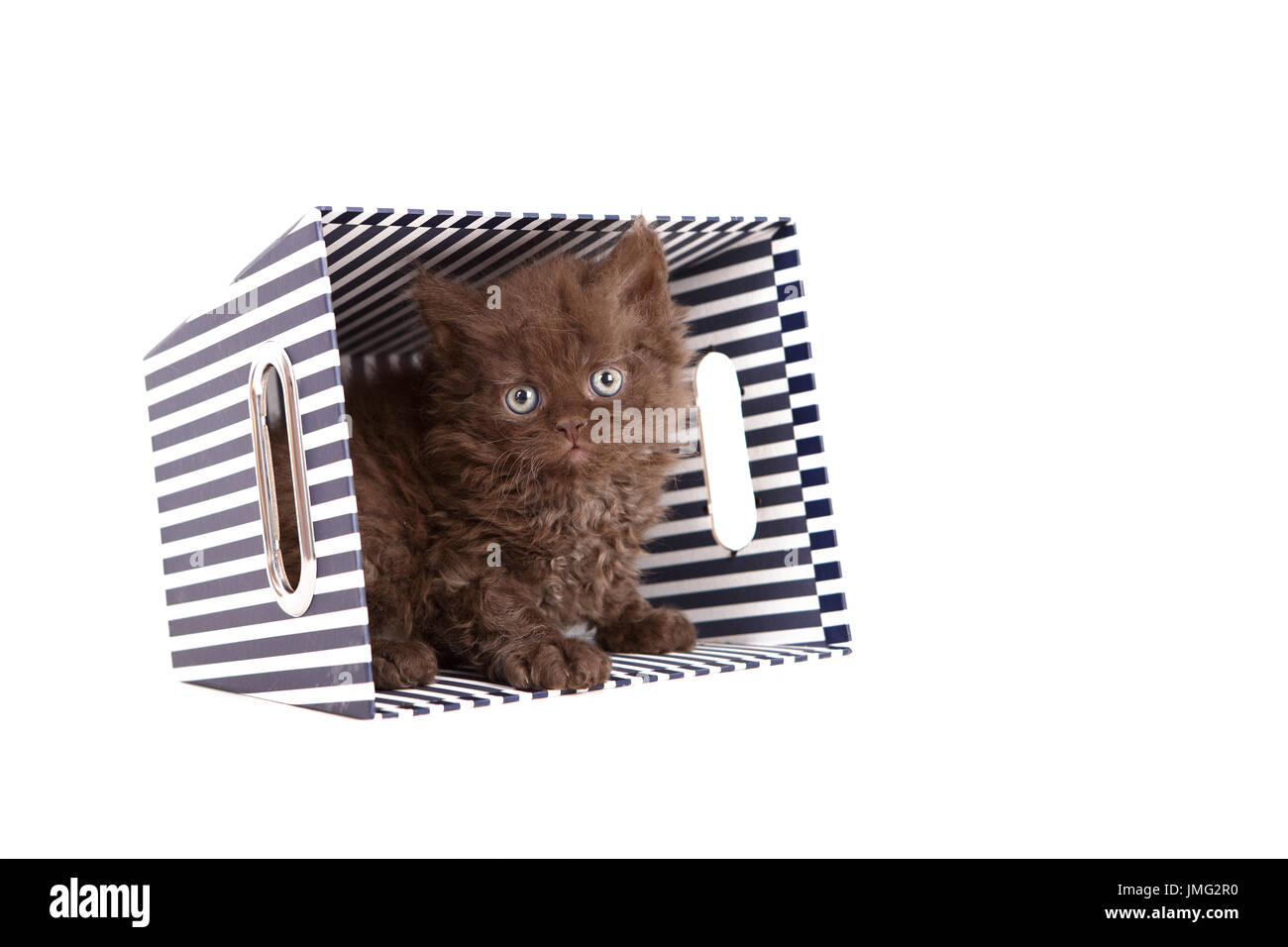Selkirk Rex. Kitten (6 weeks old) sitting in cardboard box. Studio picture against a white background. Germany Stock Photo
