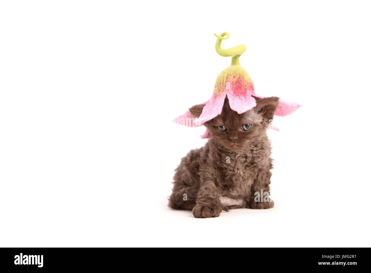 Selkirk Rex. Kitten (6 weeks old) sitting, wearing a flower-shaped hat. Studio picture against a white background. Germany Stock Photo