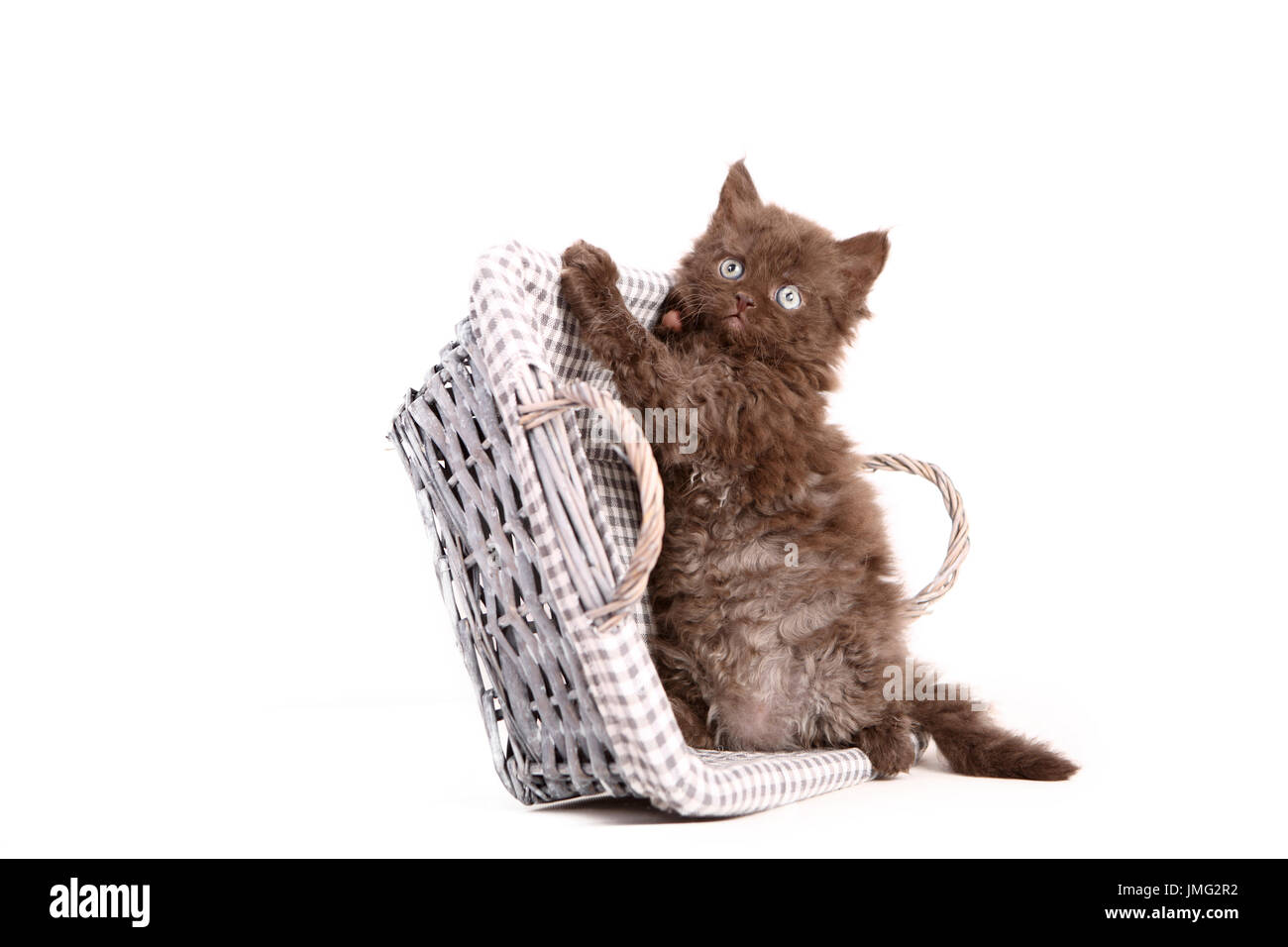 Selkirk Rex. Kitten (6 weeks old) sitting in a basket. Studio picture against a white background. Germany Stock Photo