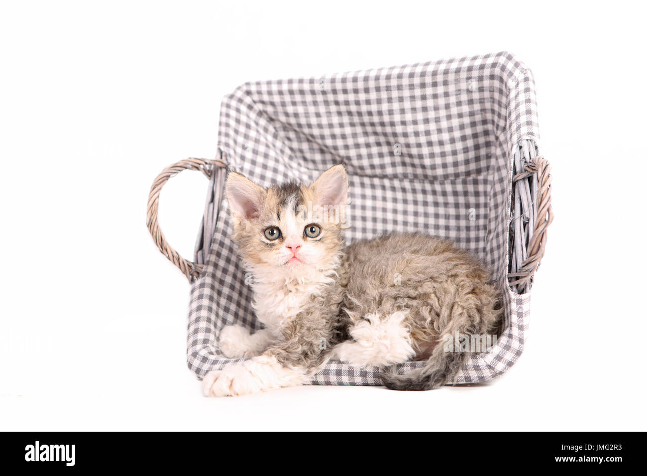 Selkirk Rex. Kitten (6 weeks old) lying in a basket. Studio picture against a white background. Germany Stock Photo