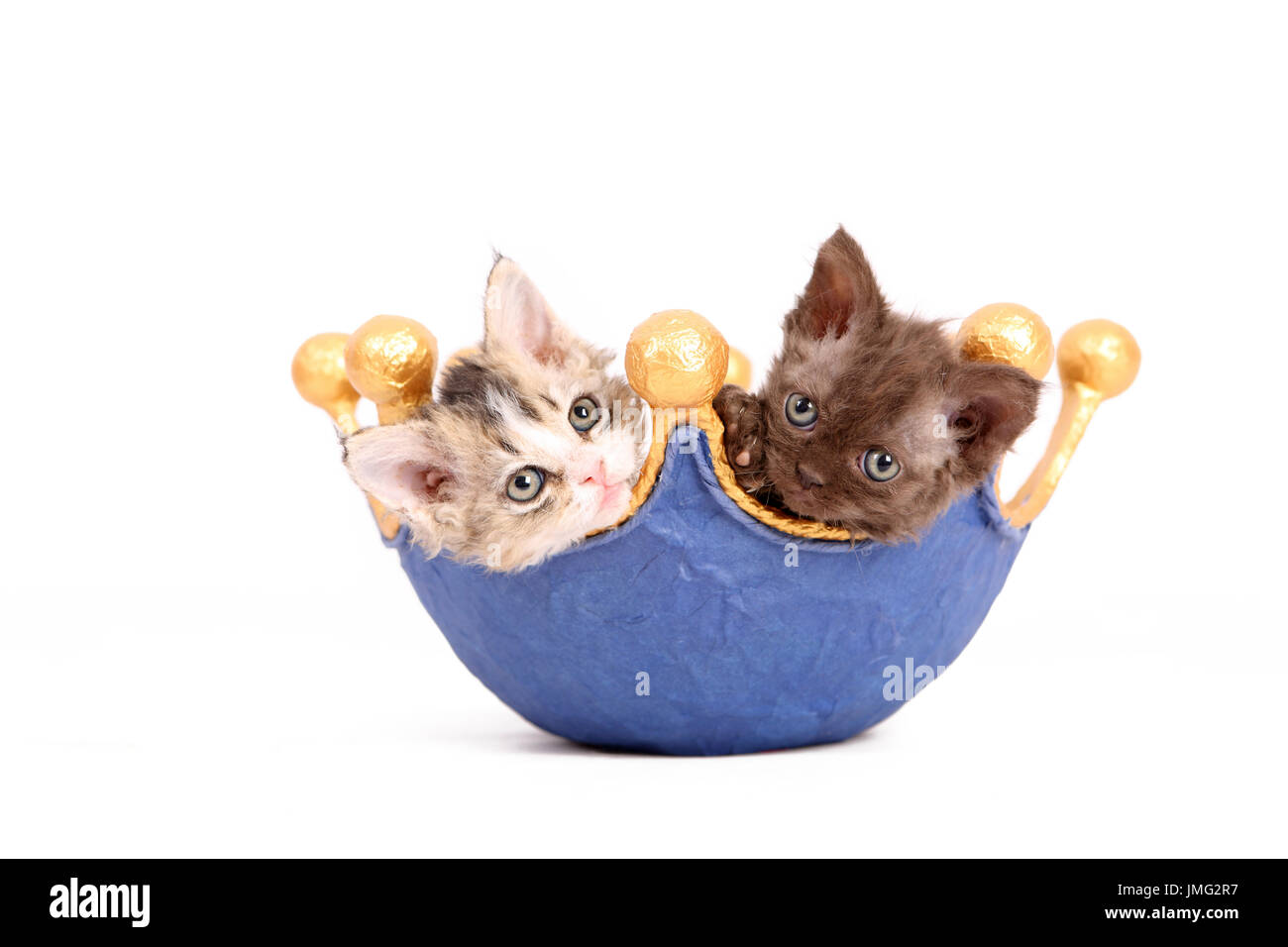 Selkirk Rex. Pair of kittens (6 weeks old) in a dish, shaped like a crown. Studio picture against a white background. Germany Stock Photo