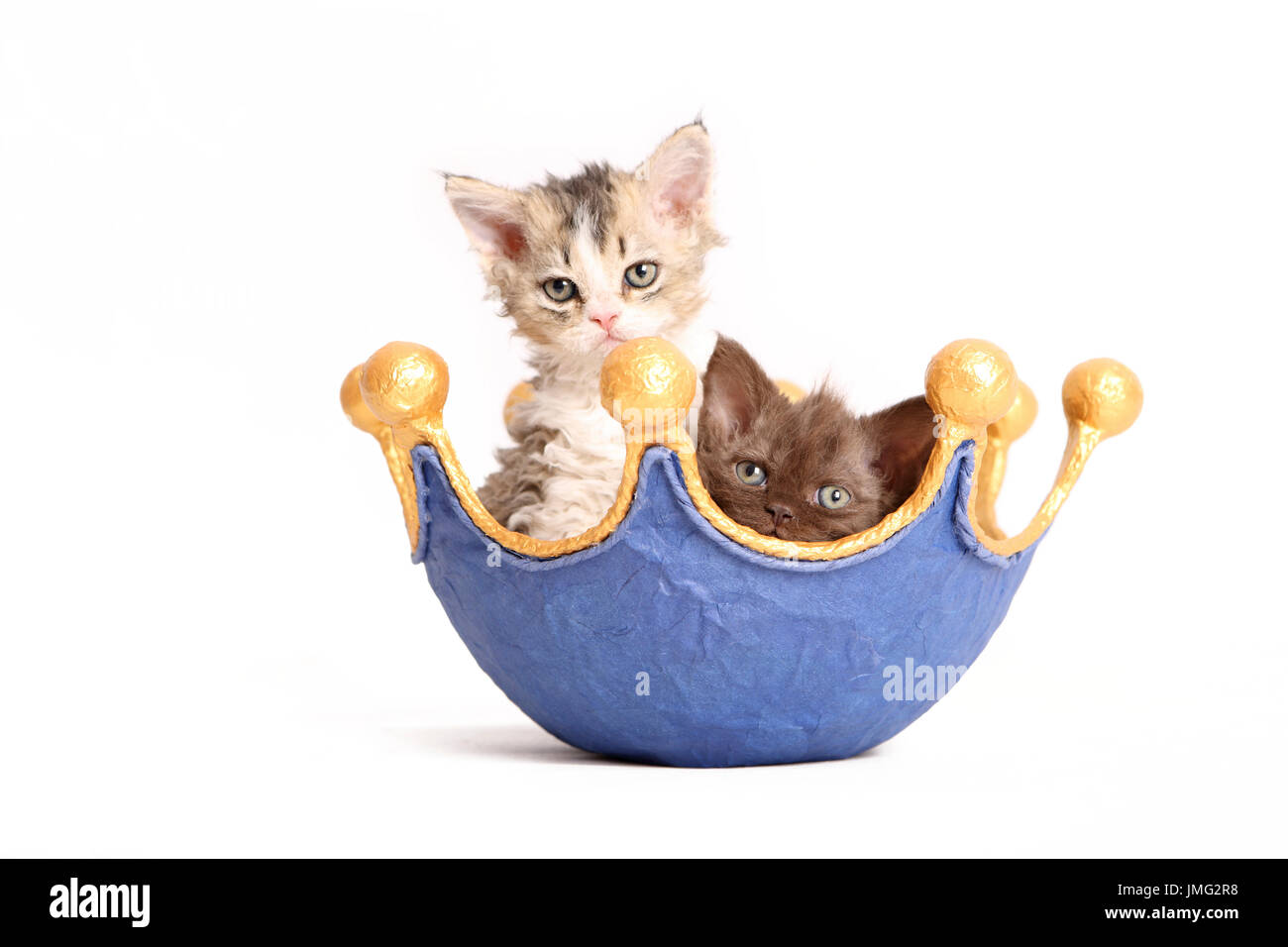 Selkirk Rex. Pair of kittens (6 weeks old) in a dish, shaped like a crown. Studio picture against a white background. Germany Stock Photo