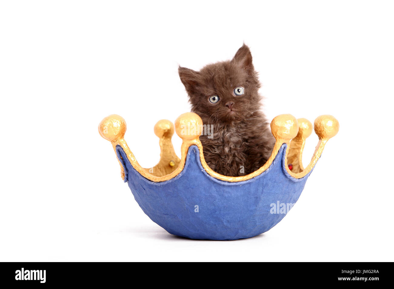 Selkirk Rex. Kitten (6 weeks old) in a dish, shaped like a crown. Studio picture against a white background. Germany Stock Photo