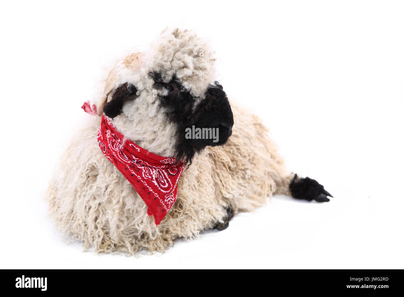 Valais Blacknose Sheep. Lamb lying, wearing red scarf. Studio picture against a white background. Germany Stock Photo