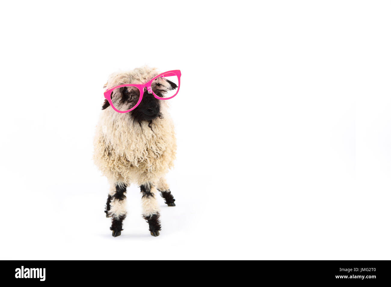 Valais Blacknose Sheep. Lamb standing, wearing pink glasses. Studio picture against a white background. Germany Stock Photo