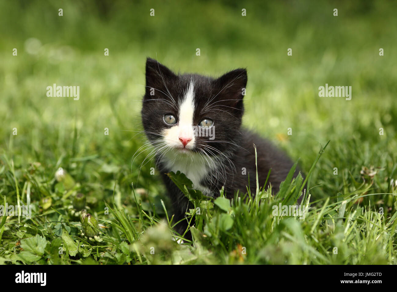 Domestic cat. Black-and-white kitten (6 weeks old) sitting in grass. Germany Stock Photo