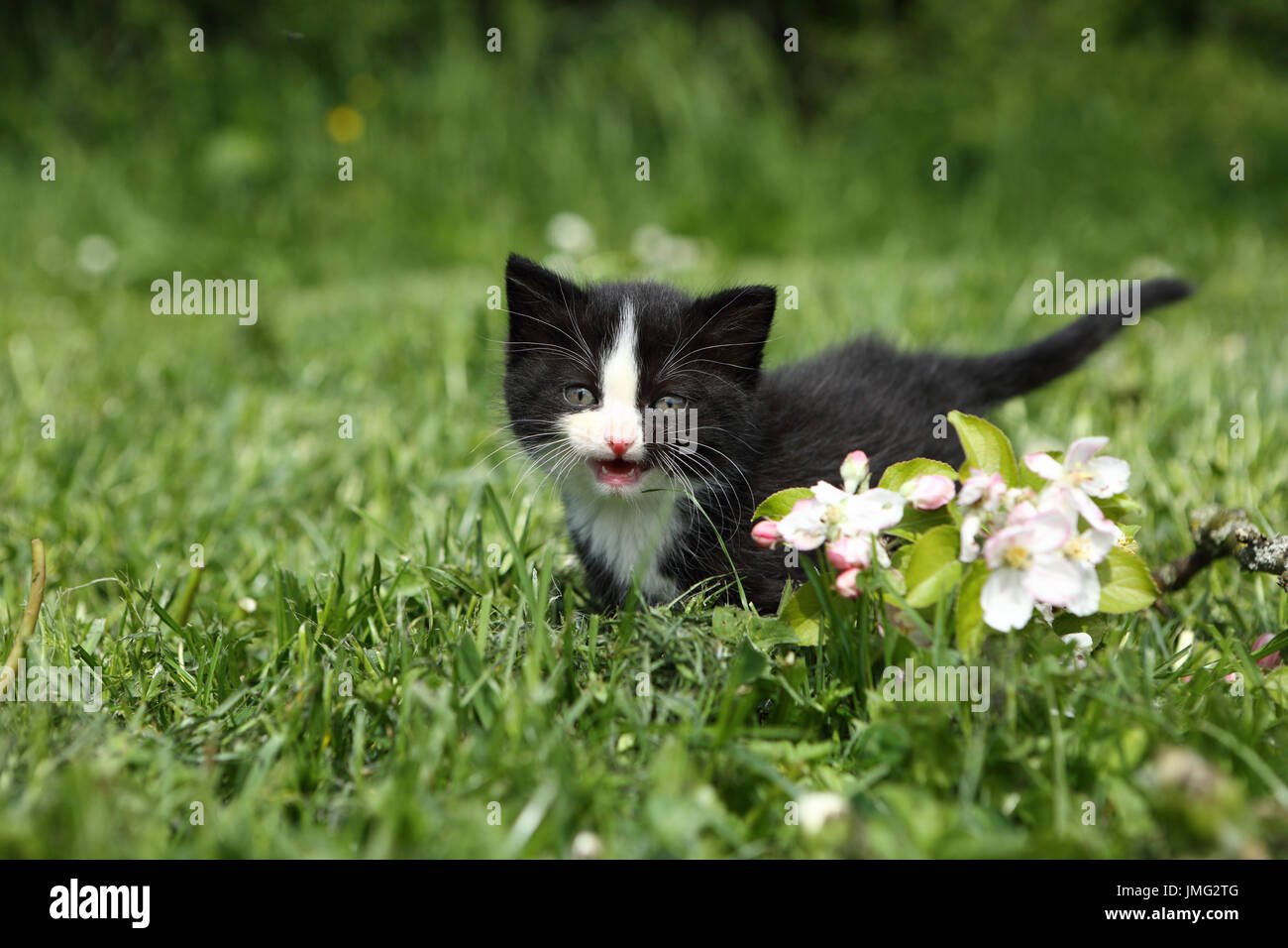 Domestic cat. Black-and-white kitten (6 weeks old) standing in grass next to apple blossoms, meowing. Germany Stock Photo