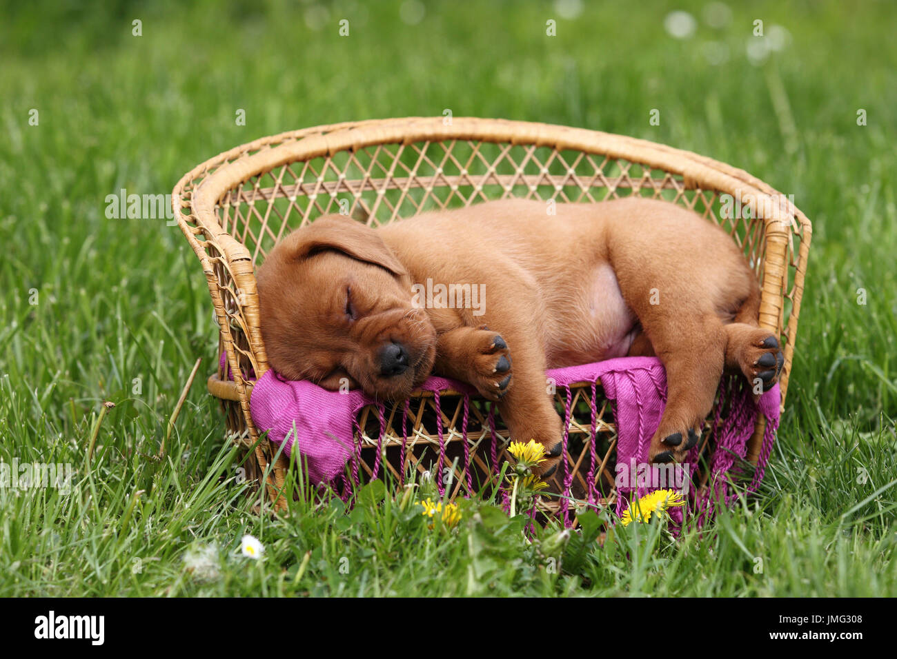 Labrador Retriever. Puppy (6 weeks old) sleeping on a bench. Germany Stock Photo