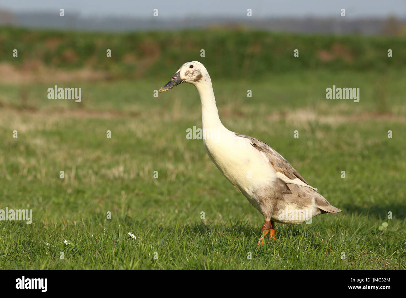 Domestic Duck, Indian Runner (Anas platyrhynchos forma domestica). Adult walking on a meadow. Germany Stock Photo