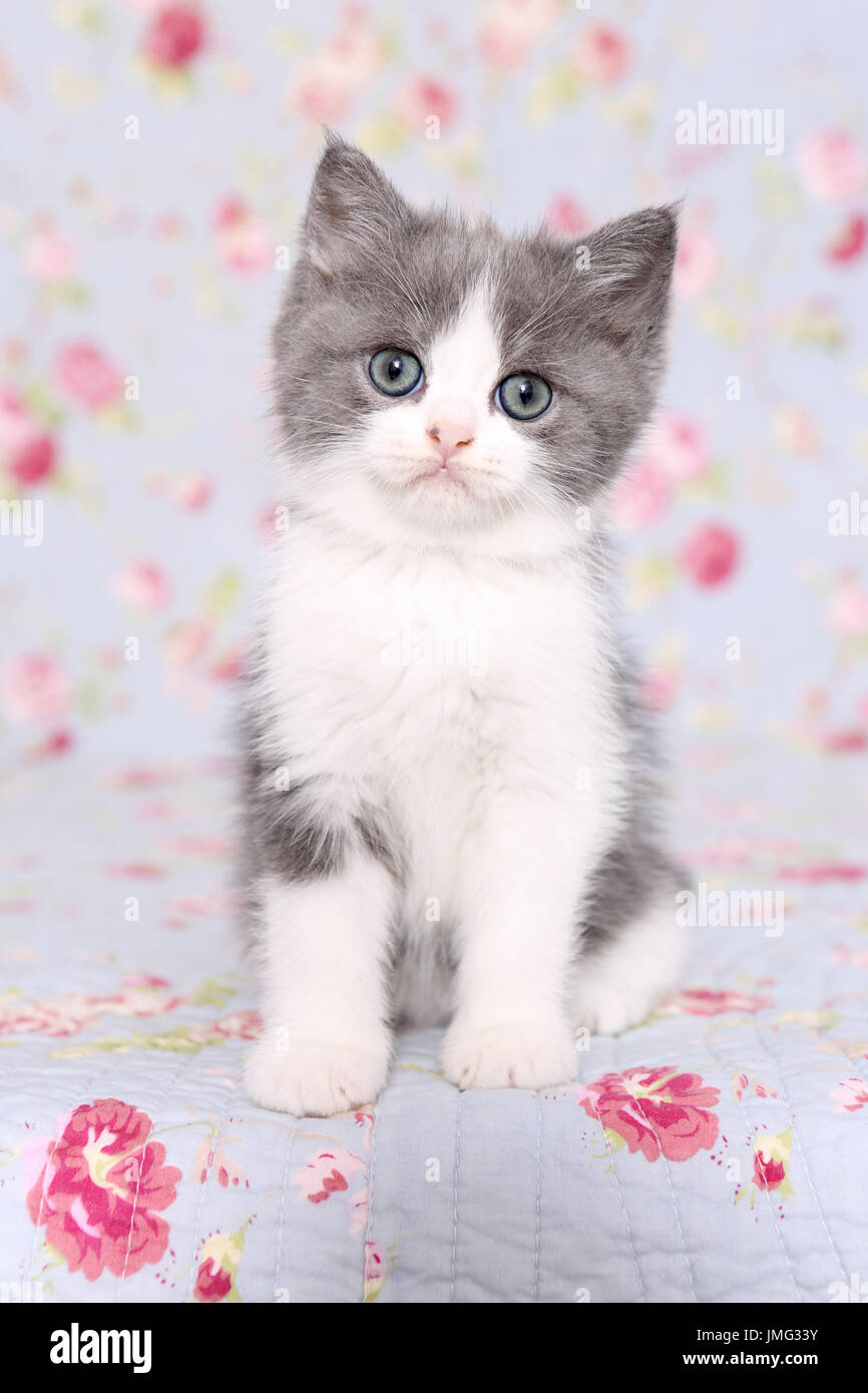 Selkirk Rex. Kitten (6 weeks old) sitting on a blanket with flower print. Studio picture Germany Stock Photo